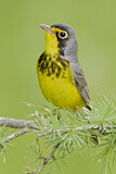 Image. Canada Warbler