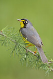 Image. Canada Warbler