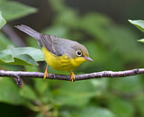 Image. Canada Warbler