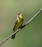 Image. Canada Warbler