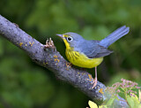 Image. Canada Warbler
