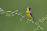 Image. Canada Warbler