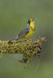 Image. Canada Warbler