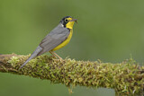 Image. Canada Warbler