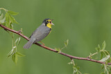 Image. Canada Warbler