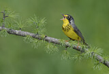 Image. Canada Warbler