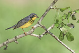 Image. Canada Warbler