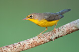 Image. Canada Warbler
