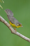 Image. Canada Warbler