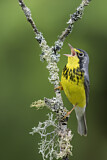 Image. Canada Warbler