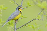 Image. Canada Warbler