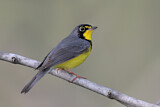 Image. Canada Warbler