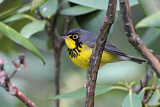 Image. Canada Warbler