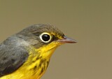 Image. Canada Warbler