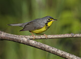 Image. Canada Warbler