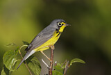 Image. Canada Warbler