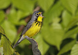 Image. Canada Warbler