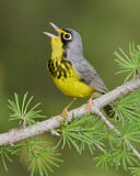 Image. Canada Warbler