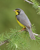Image. Canada Warbler