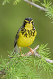 Image. Canada Warbler