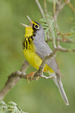 Image. Canada Warbler