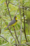 Image. Canada Warbler