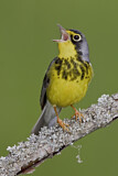 Image. Canada Warbler