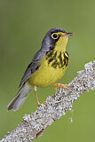 Image. Canada Warbler