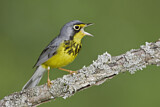 Image. Canada Warbler