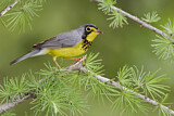 Image. Canada Warbler