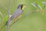 Image. Canada Warbler