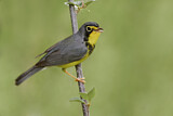 Image. Canada Warbler