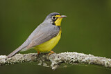 Image. Canada Warbler