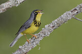 Image. Canada Warbler