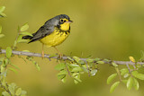 Image. Canada Warbler