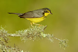 Image. Canada Warbler