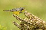 Image. Canada Warbler