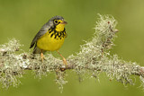 Image. Canada Warbler