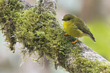 Image. Canary Flyrobin