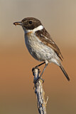 Image. Canary Islands Stonechat