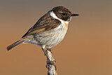 Image. Canary Islands Stonechat