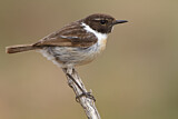 Image. Canary Islands Stonechat