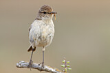 Image. Canary Islands Stonechat