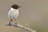 Image. Canary Islands Stonechat