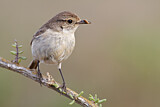 Image. Canary Islands Stonechat