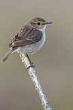 Image. Canary Islands Stonechat
