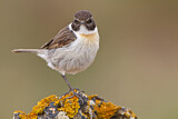 Image. Canary Islands Stonechat