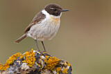 Image. Canary Islands Stonechat