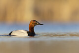 Image. Canvasback