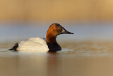 Image. Canvasback